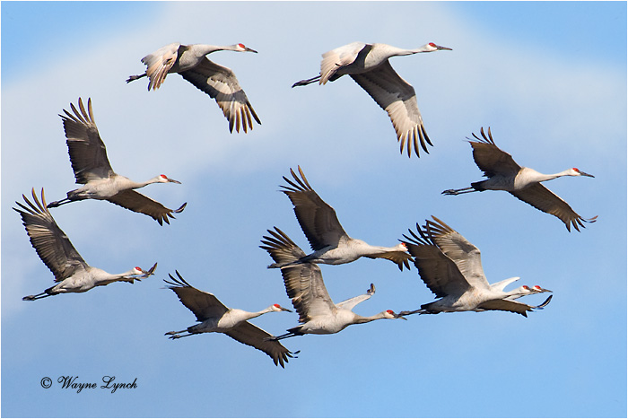 Sandhill Cranes 104 by Dr. Wayne Lynch &copy;